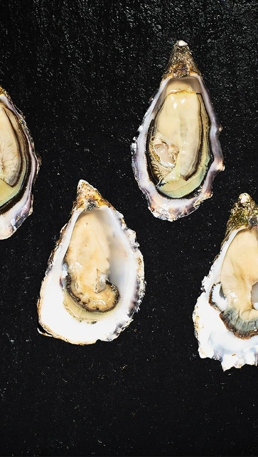 Oysters on black background